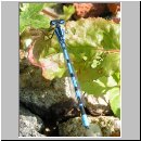 Enallagma cyathigerum - Gemeine Becherjungfer m04.jpg